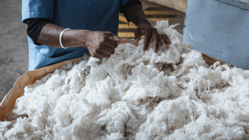 The organic cotton is collected and then stored before being spun into cotton to be used in the Hayden Hill clothing storage bags