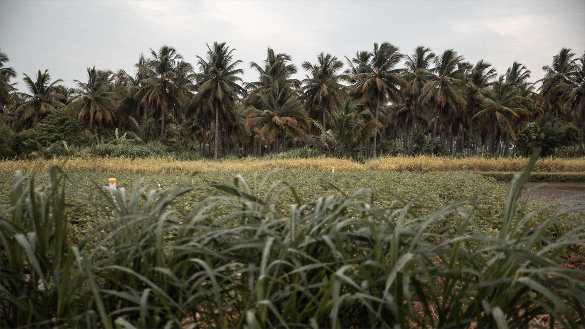 Hayden Hill donate a portion of their revenue to nonprofit organizations focused on protecting our planet