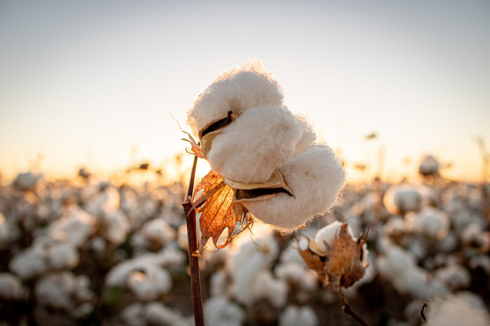a cotton bud growing in a field of cotton