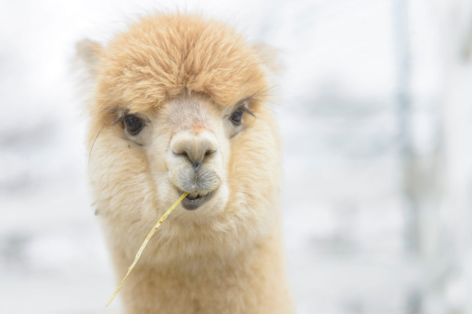 a cream colored alpaca