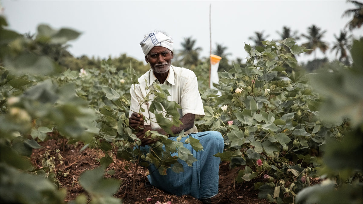 Organic cotton farmer picking cotton