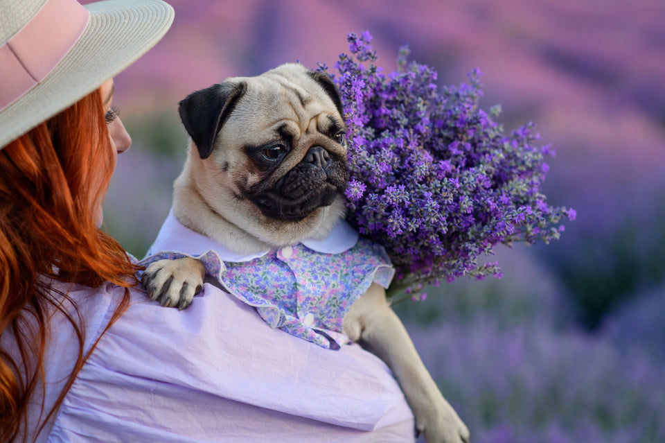 a woman holding her pug dog and carrying a bunch of fresh lavender