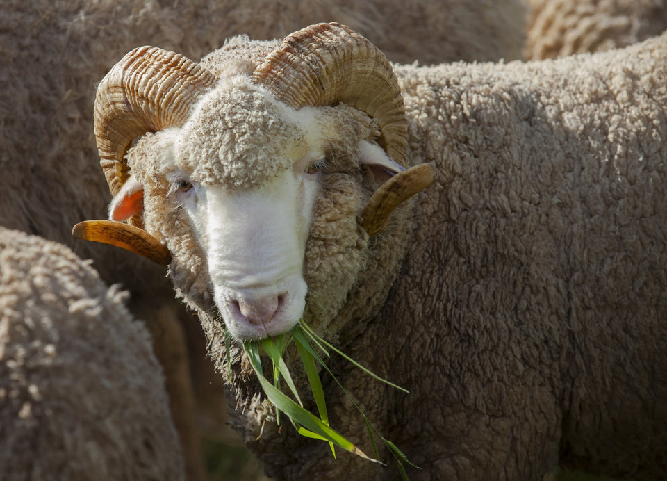 a Merino ram