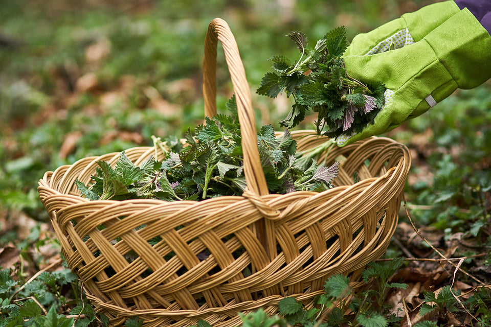 a basket full of freshly picked nettles