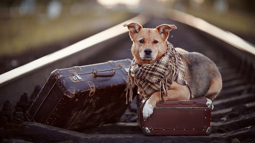 a dog sitting on battered old suitcases