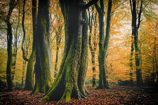 a forest of beech trees