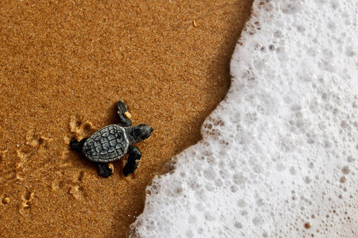 a newborn sea turtle making its way to the sea