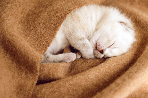 a tiny kitten asleep in a soft woolen blanket