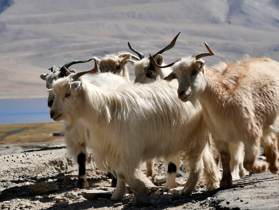a herd of Kashmiri pashmina goats, the coats of which provide the soft cashmere fibres