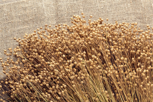 dried flax