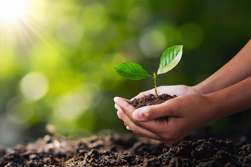 hands holding a seedling