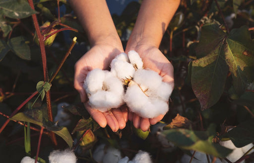 hands holding bolls of organic cotton freshly picked from the field