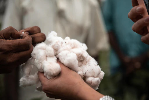 handful of organic cotton grown for hayden hill