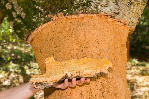 the bark of a cork tree