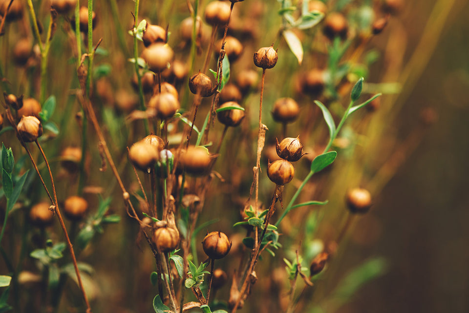 the common flax plant