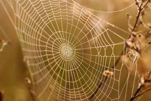 the silk thread of a spiders web
